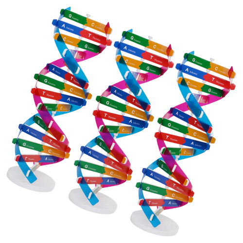 6 Dna Modell: Diy Doppelhelix Set Für – Molekularstruktur 1