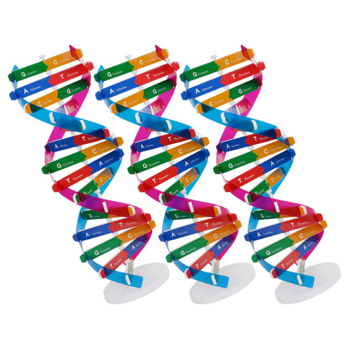 6 Dna Modell: Diy Doppelhelix Set Für – Molekularstruktur 2