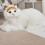 De De Peluche Animada Ideal Para Regalo 5