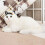 De De Peluche Animada Ideal Para Regalo 11
