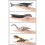 1 Pterodáctilo Plástico Decoração 2