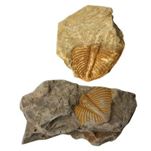 6 Trilobiten Paläontologie Lehrmaterial