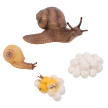 2 Sets Künstliche Schnecken-Wachstumsmodelle, Lehrhilfe Für Kinder