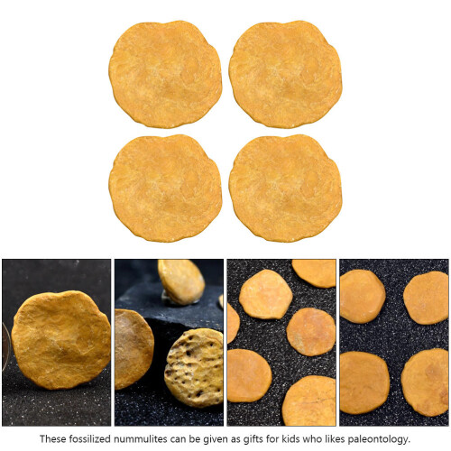 4Pcs Creative Egypt Nummulites Sample Science Teaching Material 1