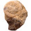 1St Seeigel Paläontologie Lehrmaterial 1