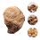 1St Seeigel Paläontologie Lehrmaterial 3
