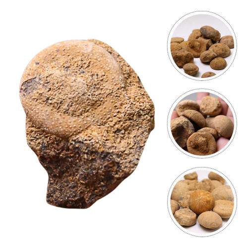 1St Seeigel Paläontologie Lehrmaterial 2