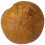 1St Seeigel Paläontologie Lehrmaterial 4