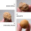 1St Seeigel Paläontologie Lehrmaterial 11