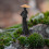 4Pcs Mini Action Figures For Micro Landscape Decoration 5