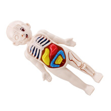 2 Sets Menschlicher Torso Bausatz Mit Körperorganen Modell