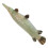 2 Atractosteus Spatula In 1