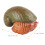 8 Pièces Figurine Simulée Escargot Animal Éducatif 11