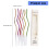 6Pcs Curved Cake Candle with Multiple-Gold plated champagn 2