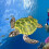 Hohe Simulation Schildkrötenmodell Meerorganismus Grün 11