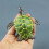 Hohe Simulation Schildkrötenmodell Meerorganismus Grün 4