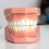 5Pcs Realistic Teeth Model For Teaching And Practice 6