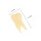 5Pcs Realistic Teeth Model For Teaching And Practice 2