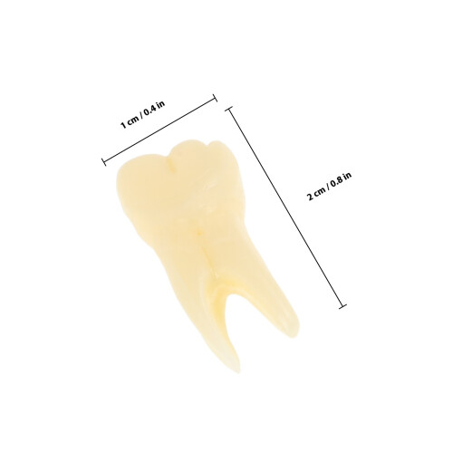 5Pcs Realistic Teeth Model For Teaching And Practice 1