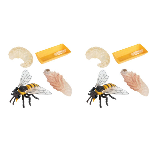 2 Sets 4 Simulatie Levenscyclus Educatief Speelgoed Kinderen 1
