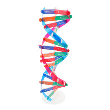 2Stk Dna Modell Doppelhelix Wissenschaftlich Lernmittel Montage Spielzeug