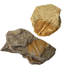 4 Trilobiten Paläontologie Lehrmaterial