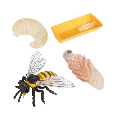 2 Sets 4 Simulation Bienen Lebenszyklus Modell Für Kinder