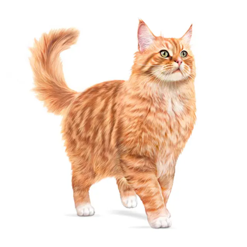 Royal Canin ROYAL CANIN Tørfoder til katte FHN Aging 11+ Steriliseret 4 kg 2