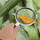 1Pc Handheld Non Skid Magnifying Glass Insect Observer Black White 2