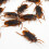 100Pcs Realistic Fake Plastic Cockroach Bugs 10