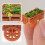 12 Pezzi Miniatura Decorazione 7