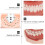 Anatomique De Dents Pour Enseignement Hygiène Buccale 10
