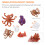 Ensemble Cycle De Vie Décoration Éducative Jouet Pédagogique 9