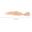 Doll Wig: Dorati Sintetica Per 3