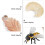 1 Set Da 4 Ciclo Dell'Ape Giocattoli Educativi 10