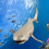 High Simulation Shark Tiermodell Organismus Deko 8