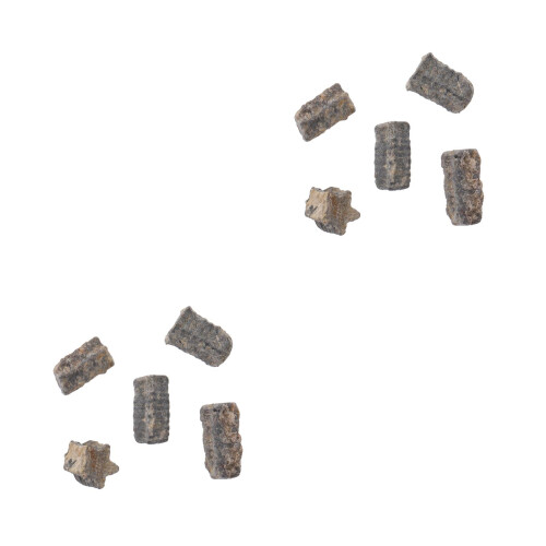 2 Fossiel Sierobject Decoratief Lesmateriaal 2