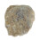 Shell Paläontologie Spaß Lehrmaterial 1