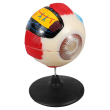Eye Anatomisches Modell 6X Vergrößertes Lehr Augenmodell
