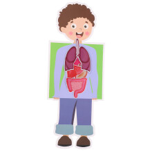 2 Sets Human Organ DIY Modell Spielzeug Bastelmaterialien Lehrhilfe