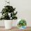 De Grama Pó Para Decoração E Paisagismo 10