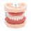 Anatômico De Dentes Para E Bucal Odontologia 2