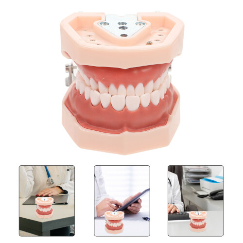 Anatômico De Dentes Para E Bucal Odontologia 2