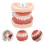 Anatômico De Dentes Para E Bucal Odontologia 4