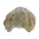 Fósil De Caracol Paleontología Decoración Didácticos 3