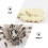 1 Set Simulationstier Evolution Modell Spielzeug Partydekoration 9