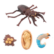 1 Set Kinder-Simulations-Insektenmodell Hirschkäfer Wachstumszyklus
