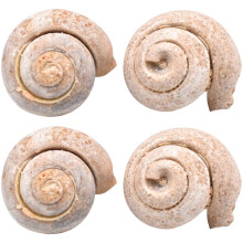 4Stk Snail Paläontologie Lehrmaterialien Ornamente