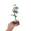 3D Bloem Voor Volwassenen: Doe-Het- Modelbouwkit 4