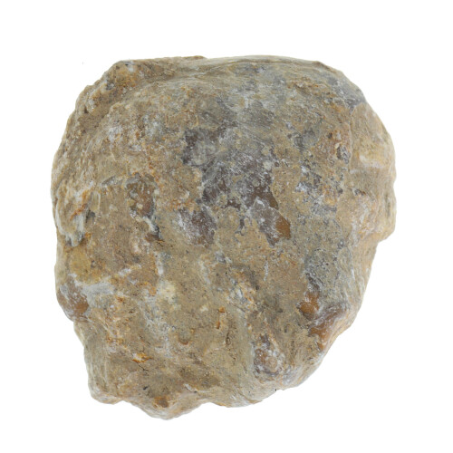 Shell Paleontologia Didattica Attrezzatura